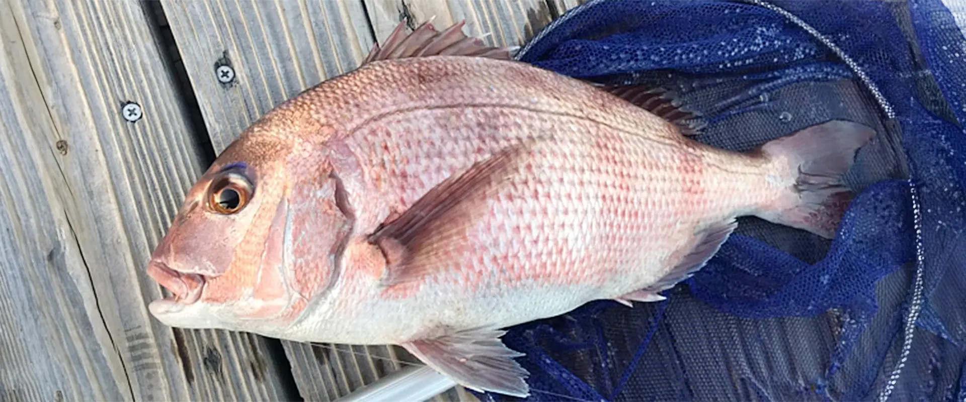 天然桜鯛しゃぶはまずい？美味しくない？養殖とどっちが美味しい まとめ