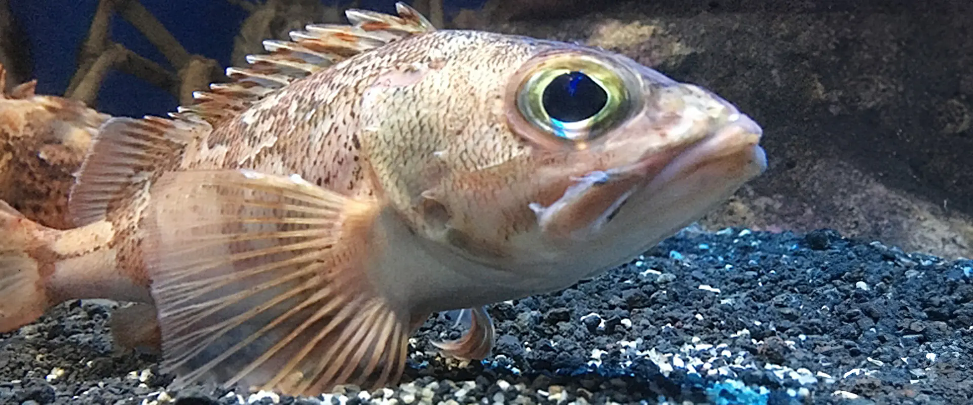 ユメカサゴの食べ方は刺身か塩焼き？毒ある？ノドグロとの違い