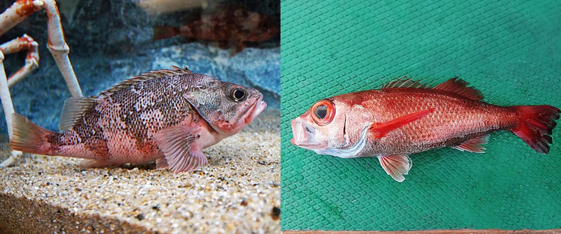 ノドグロとの違い