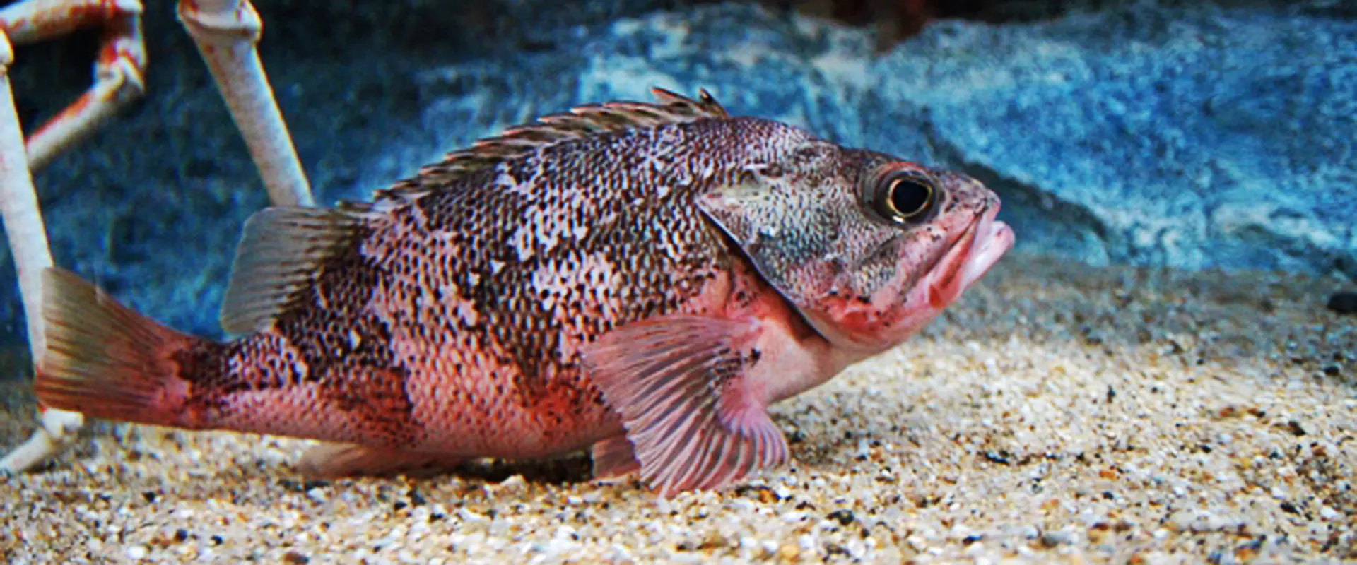 ユメカサゴの食べ方は刺身か塩焼き？毒ある？ノドグロとの違い まとめ