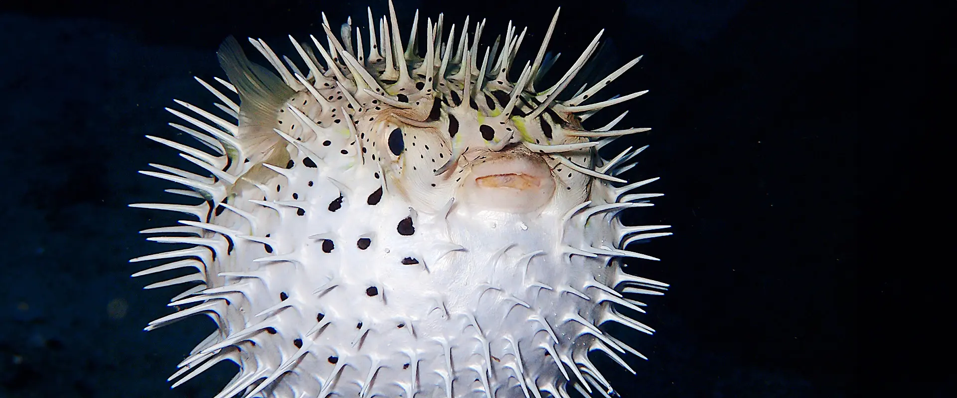 ハリセンボンに毒性はないの？刺身食べれる？フグとの違い