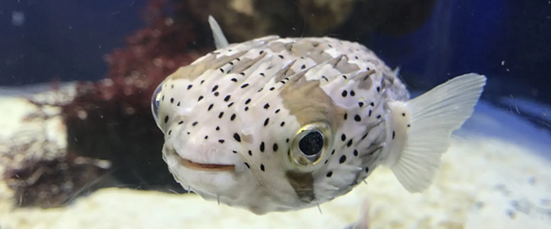 そもそもハリセンボンとは？どんな魚？