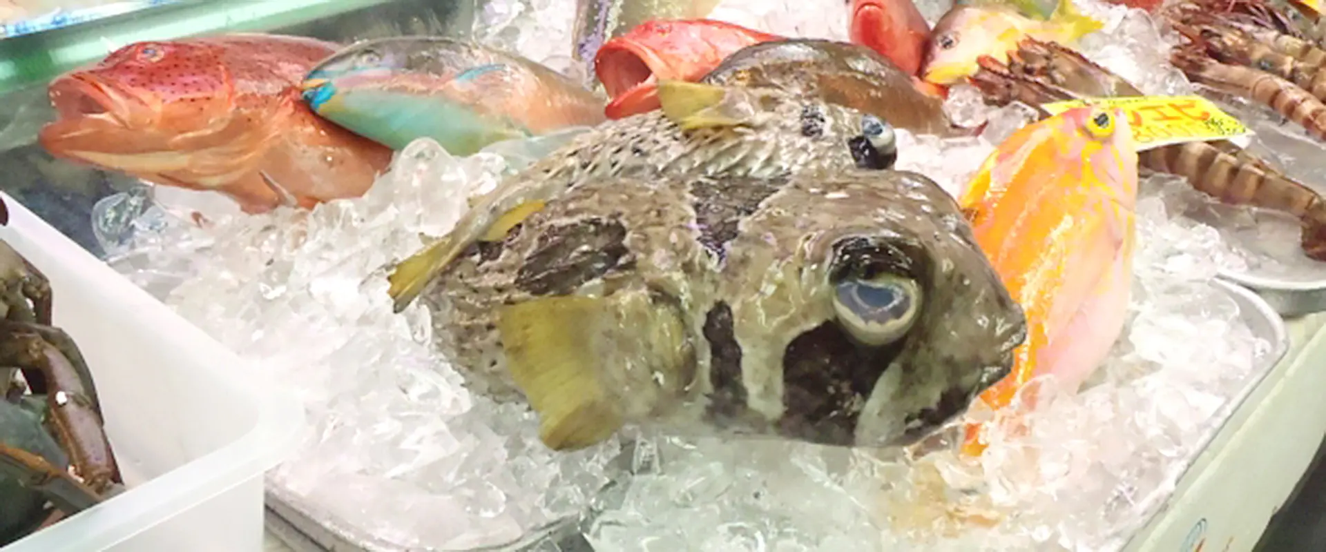 ハリセンボンは食べられますか？刺身食べれる？