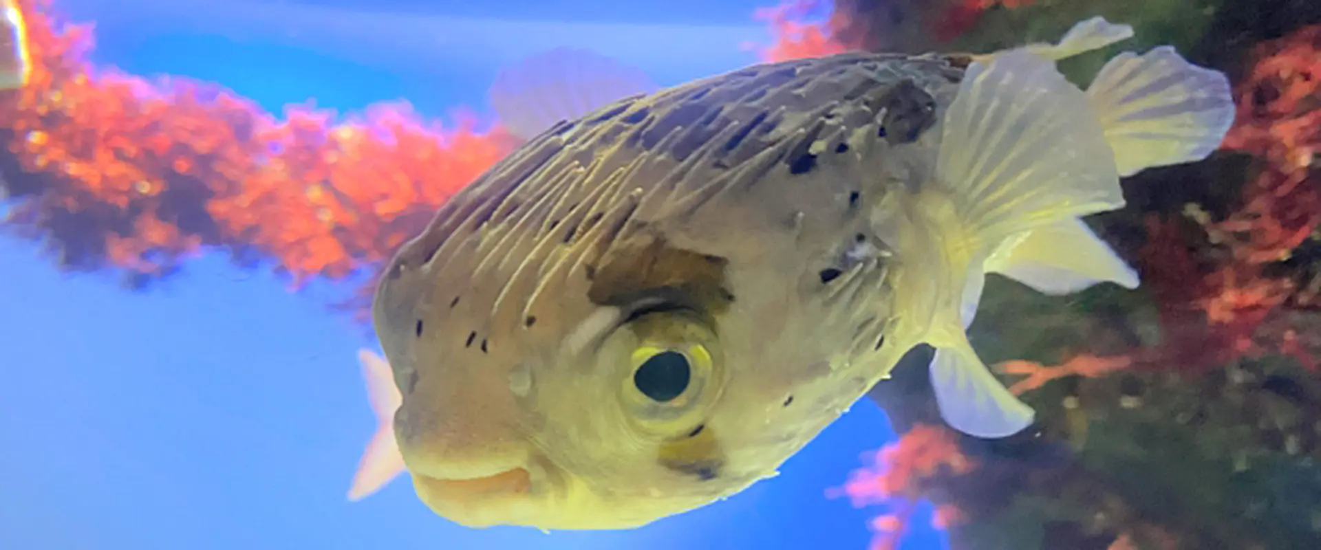 ハリセンボンに毒性はないの？刺身食べれる？フグとの違い まとめ