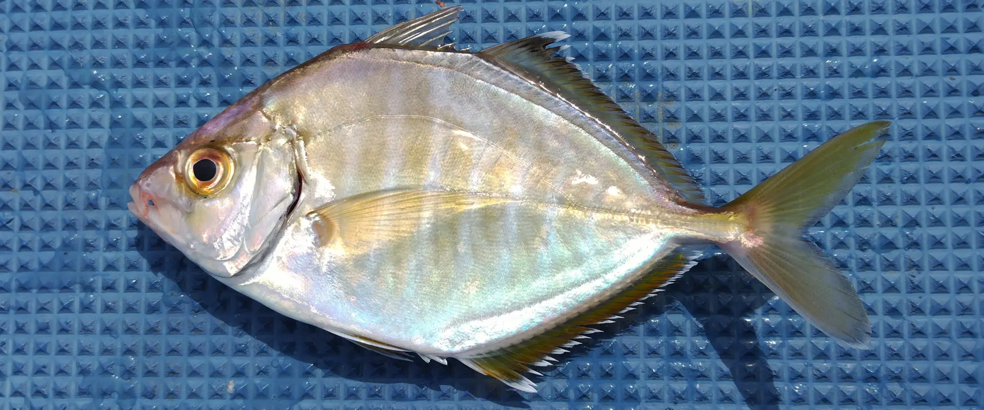 カイワリの食べ方は刺身・煮付け？寄生虫いるの？メッキとの違い