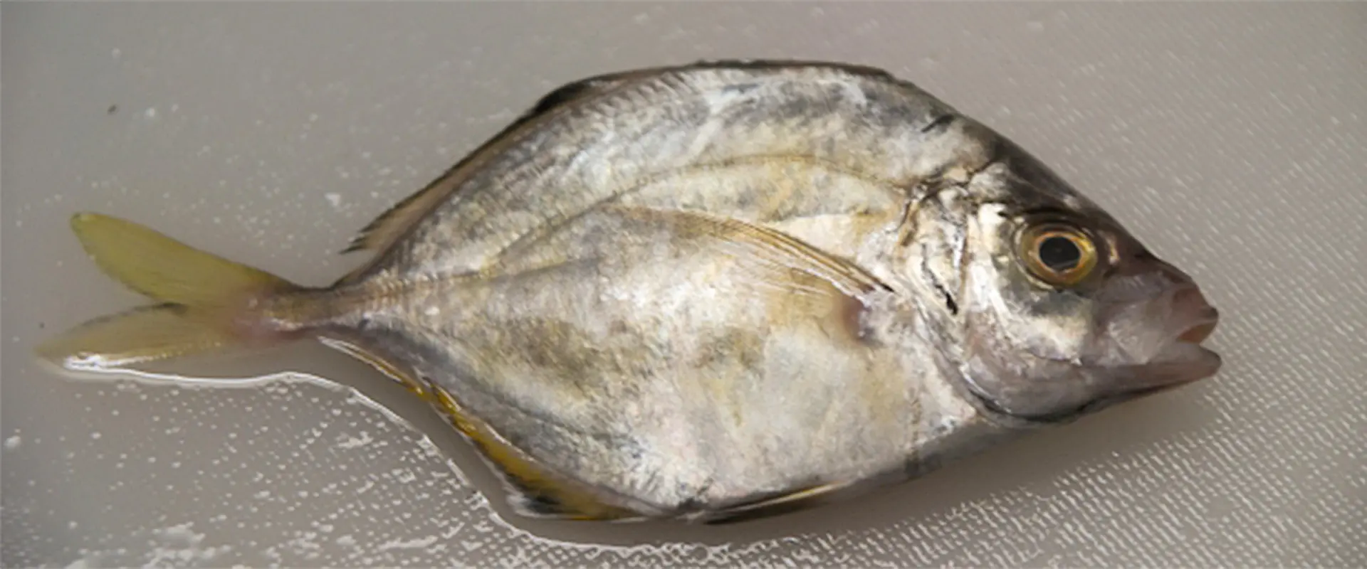 そもそも「カイワリ」とは？どんな魚？