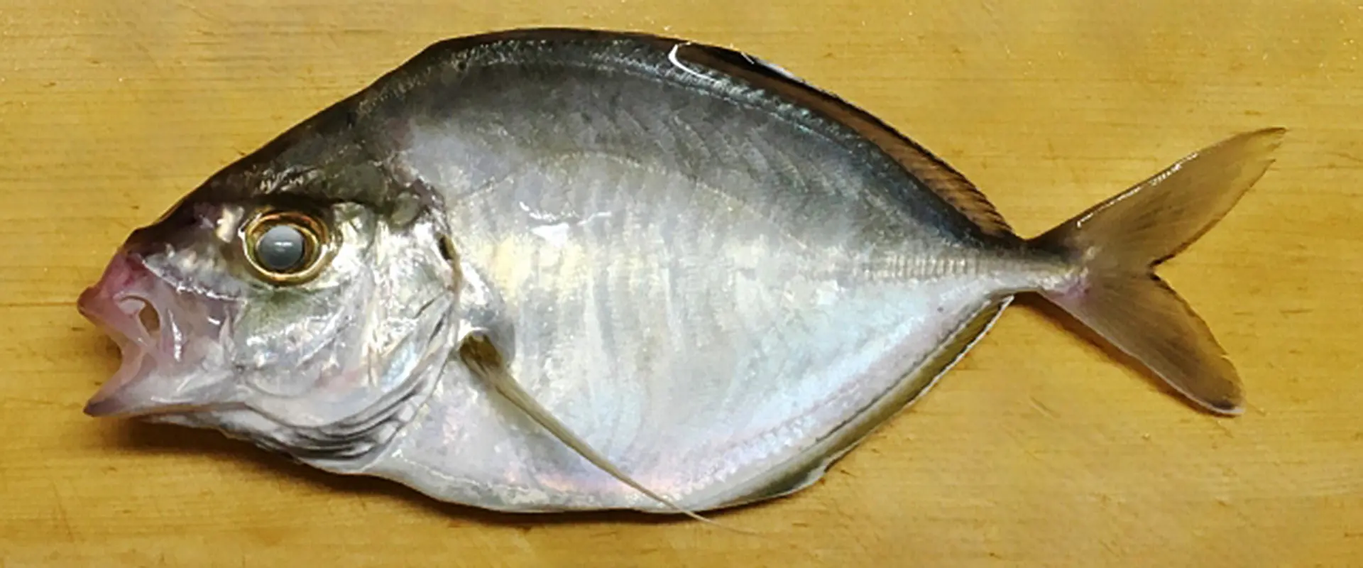 「カイワリ」の美味しい食べ方は煮付け？