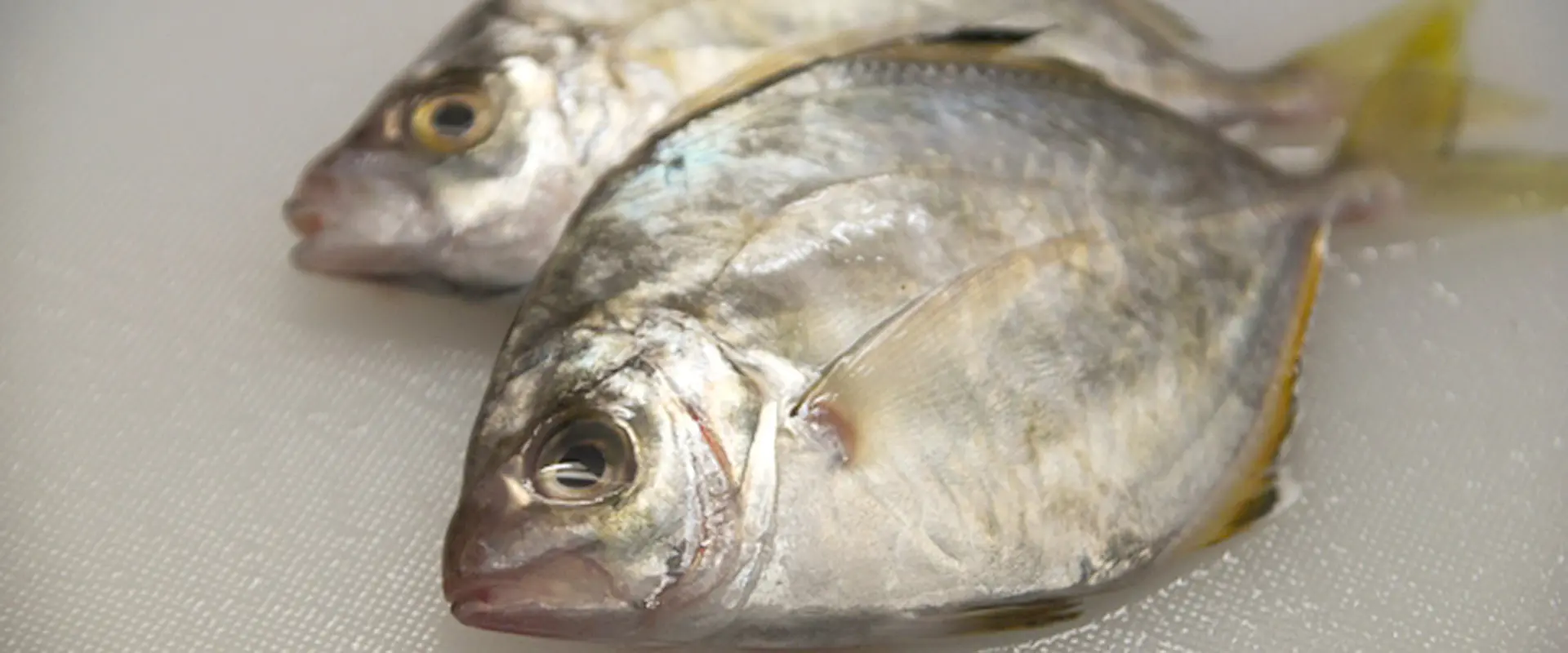 カイワリの食べ方は煮付け？寄生虫いるの？メッキとの違い まとめ