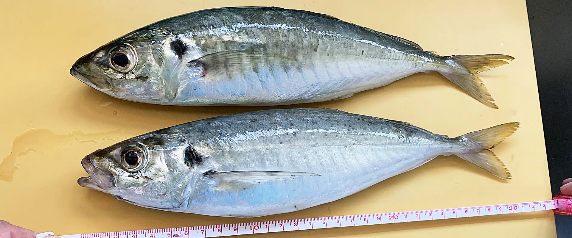 丸（青）アジはまずい？刺身のレシピと美味しい食べ方は塩焼き？