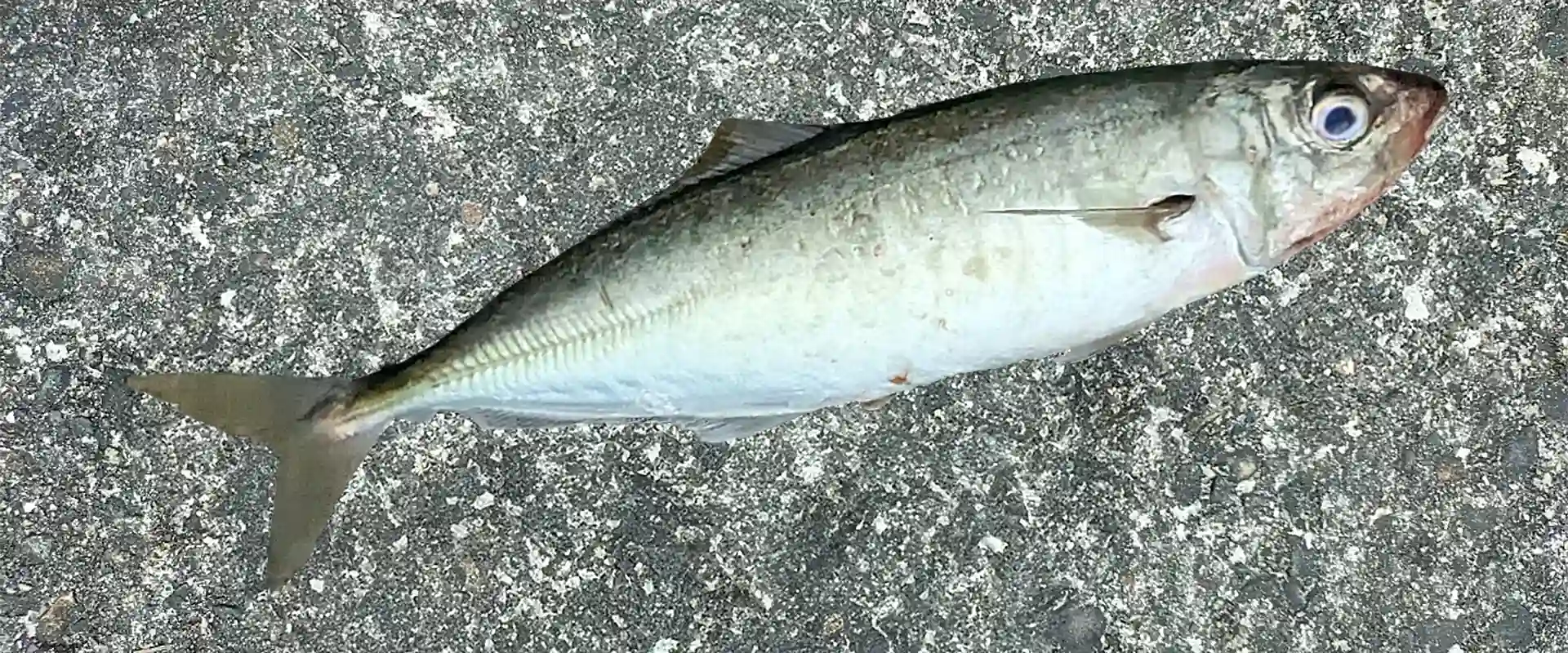 そもそも丸（青）アジとは？どんな魚？