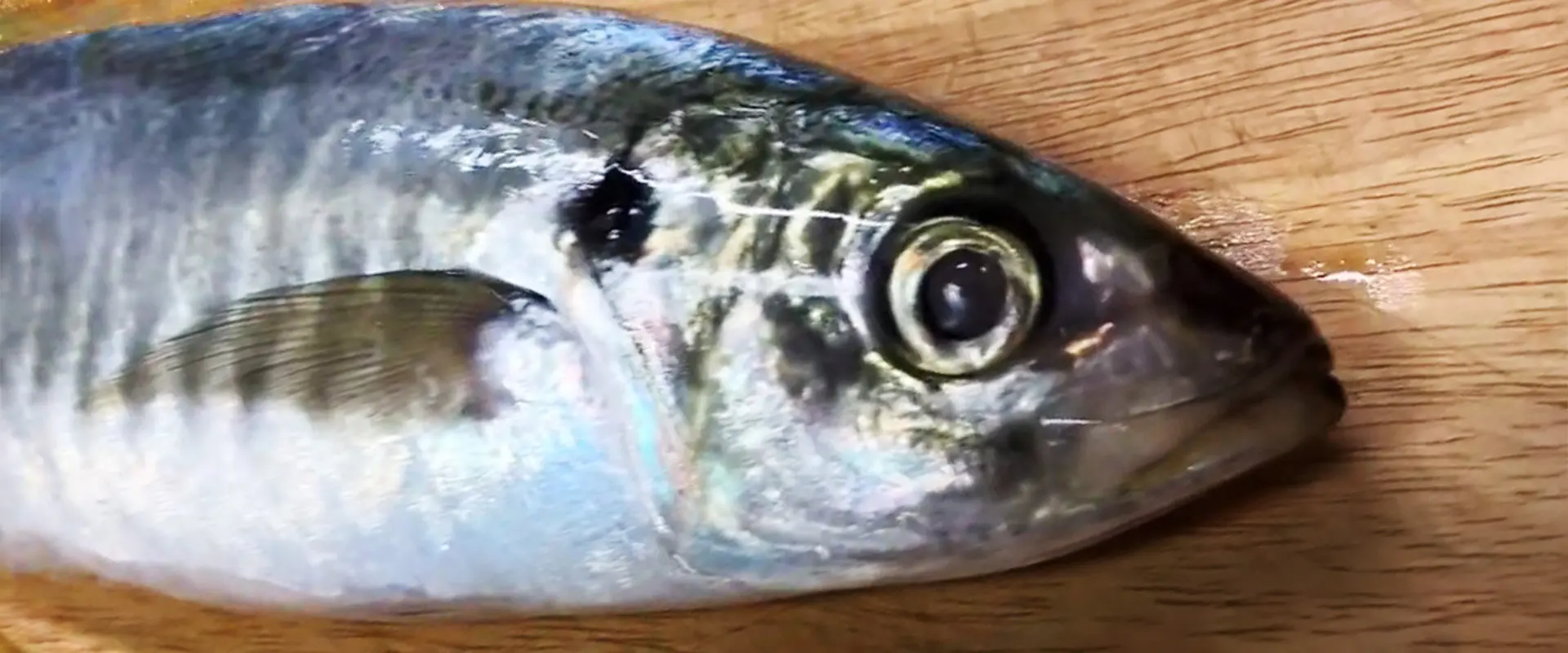 丸アジはまずい？美味しいレシピの食べ方は塩焼き？