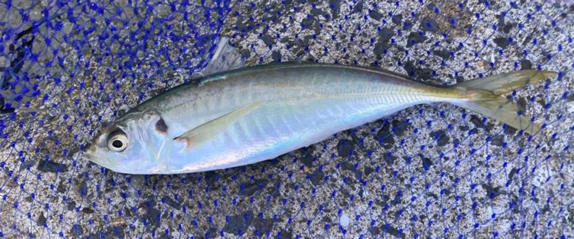 丸（青）アジはまずい？刺身のレシピと美味しい食べ方は塩焼き？まとめ