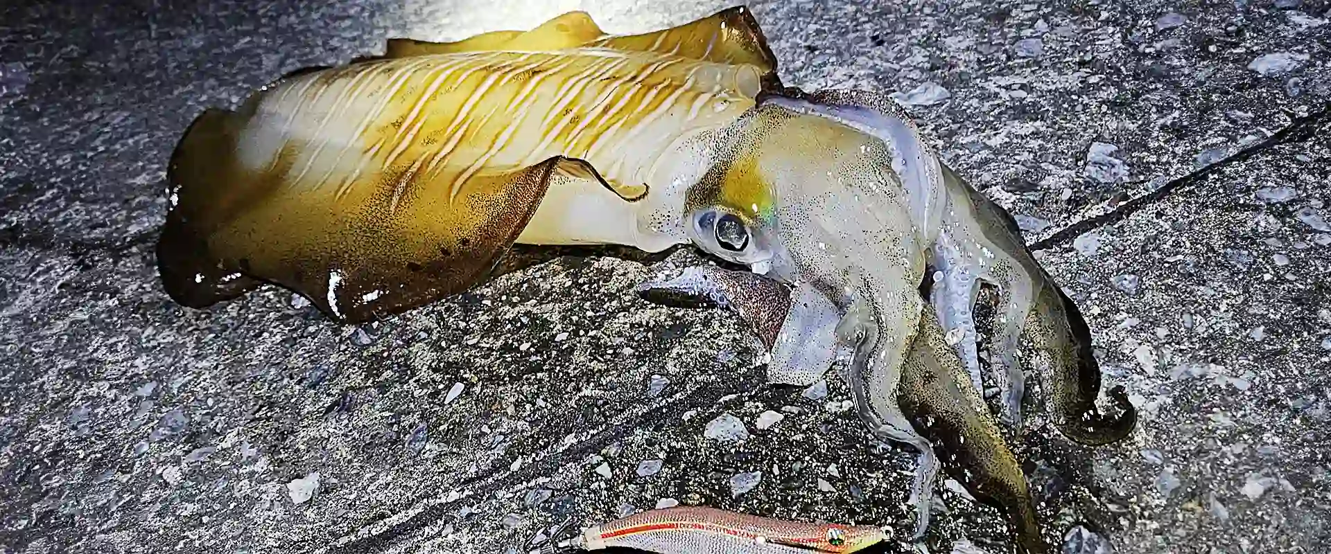 夜釣りに最強のエギングはシャクリがいらない？ただ巻きなの？