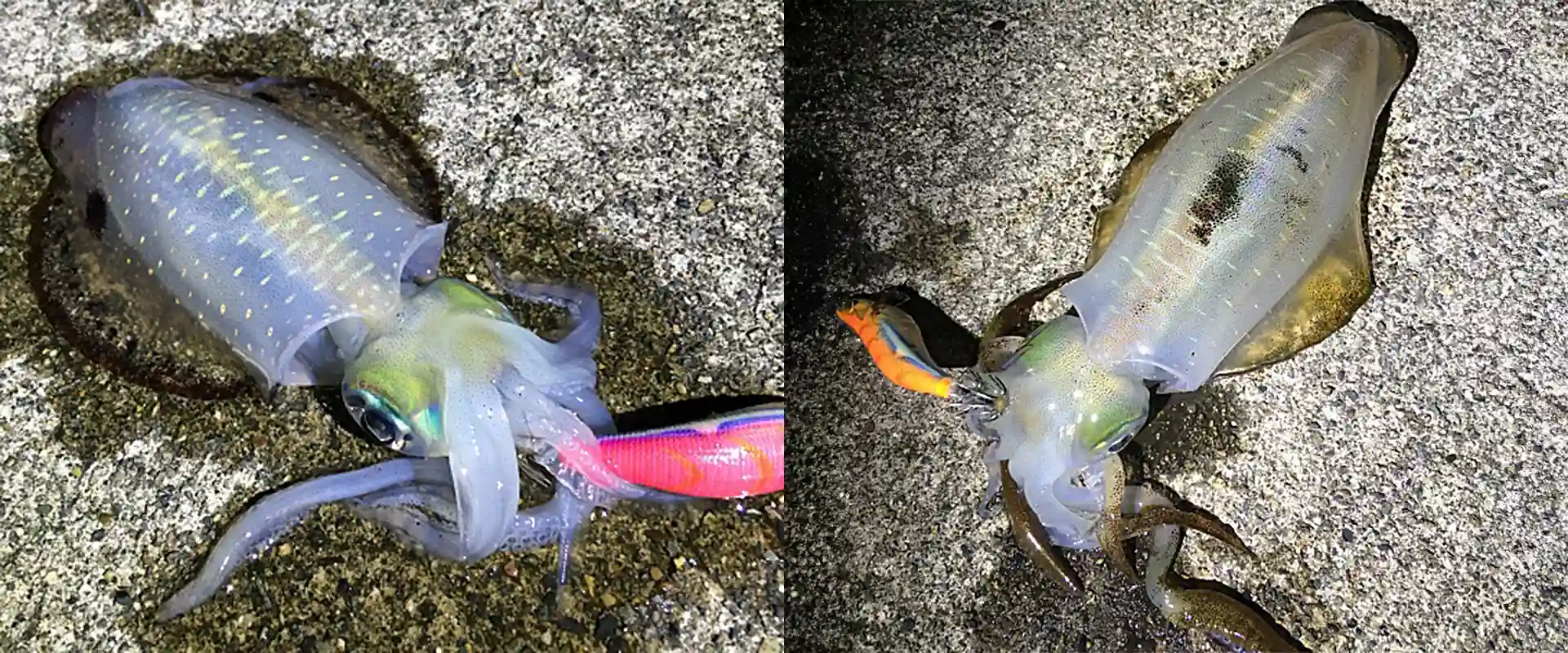 エギングのシャクリとは？なぜシャクる？