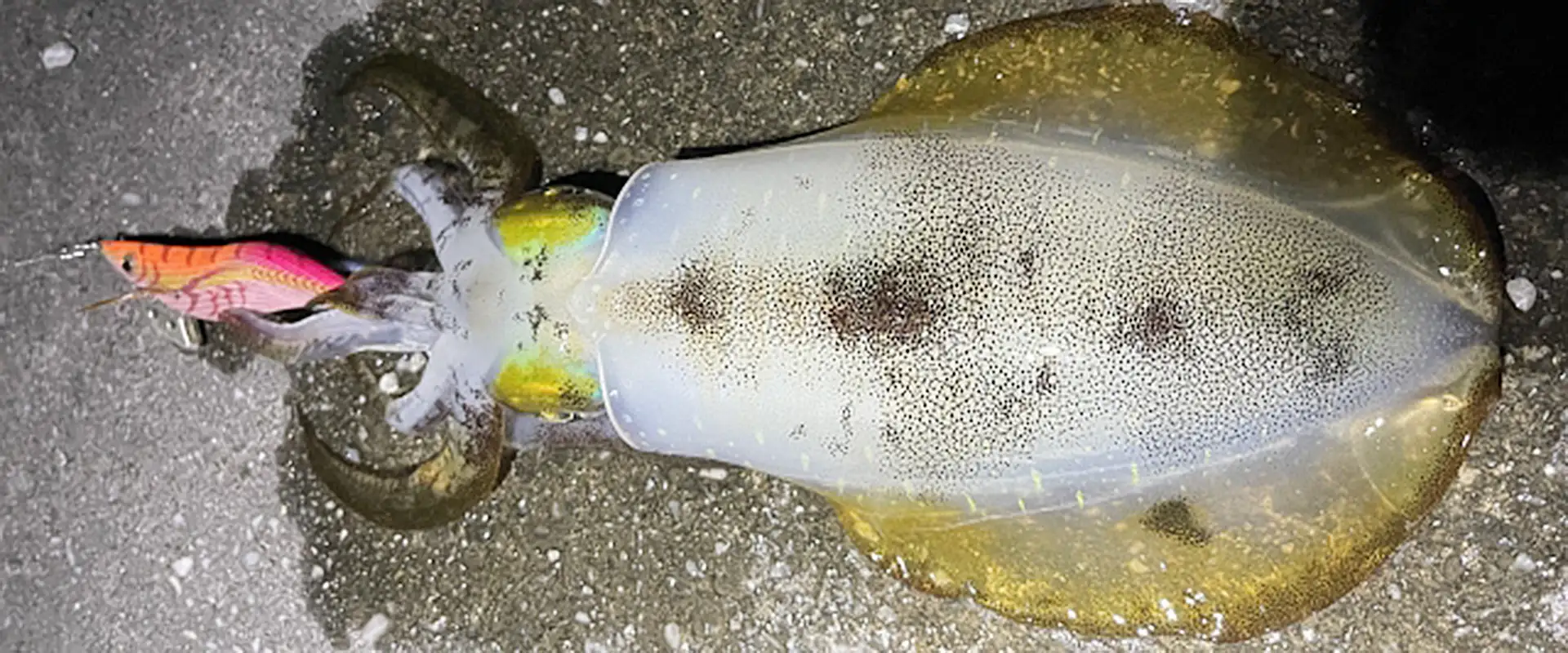 夜釣りに最強のエギングはただ巻きなの？