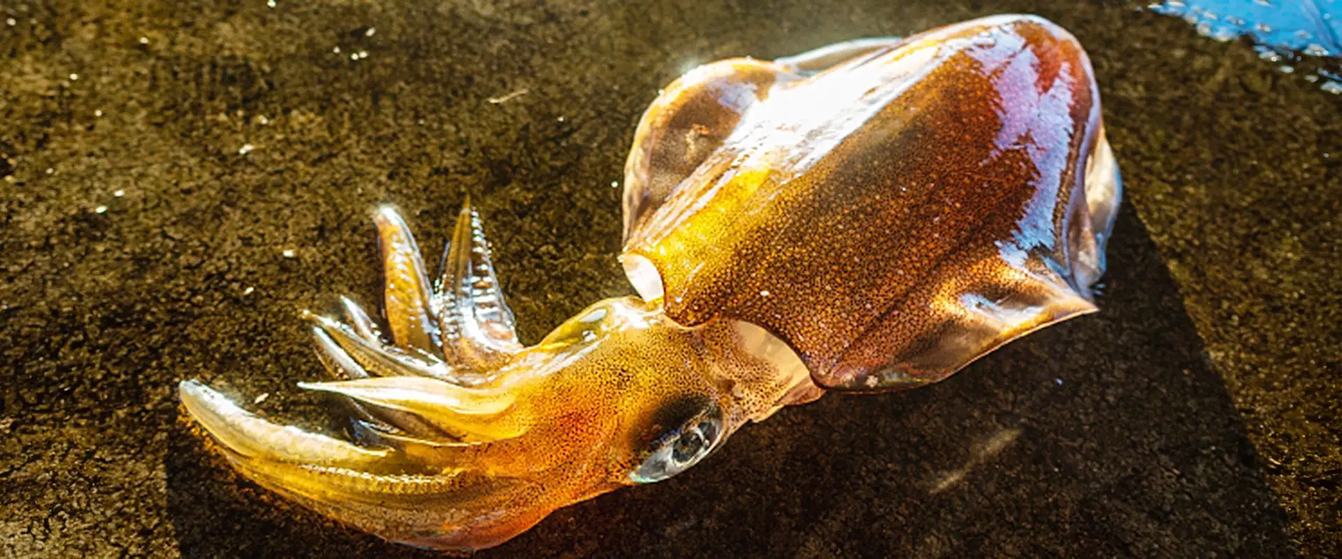 しゃくらないエギングのメリット