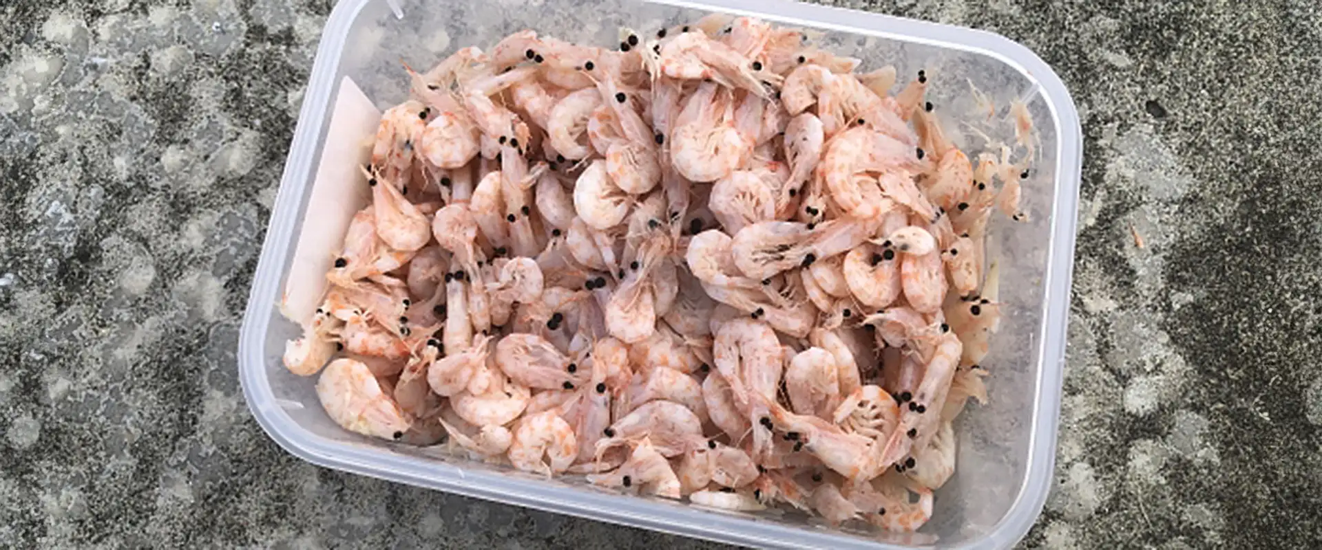 「沖にいるからオキアミ？」そもそも「アミ」とは