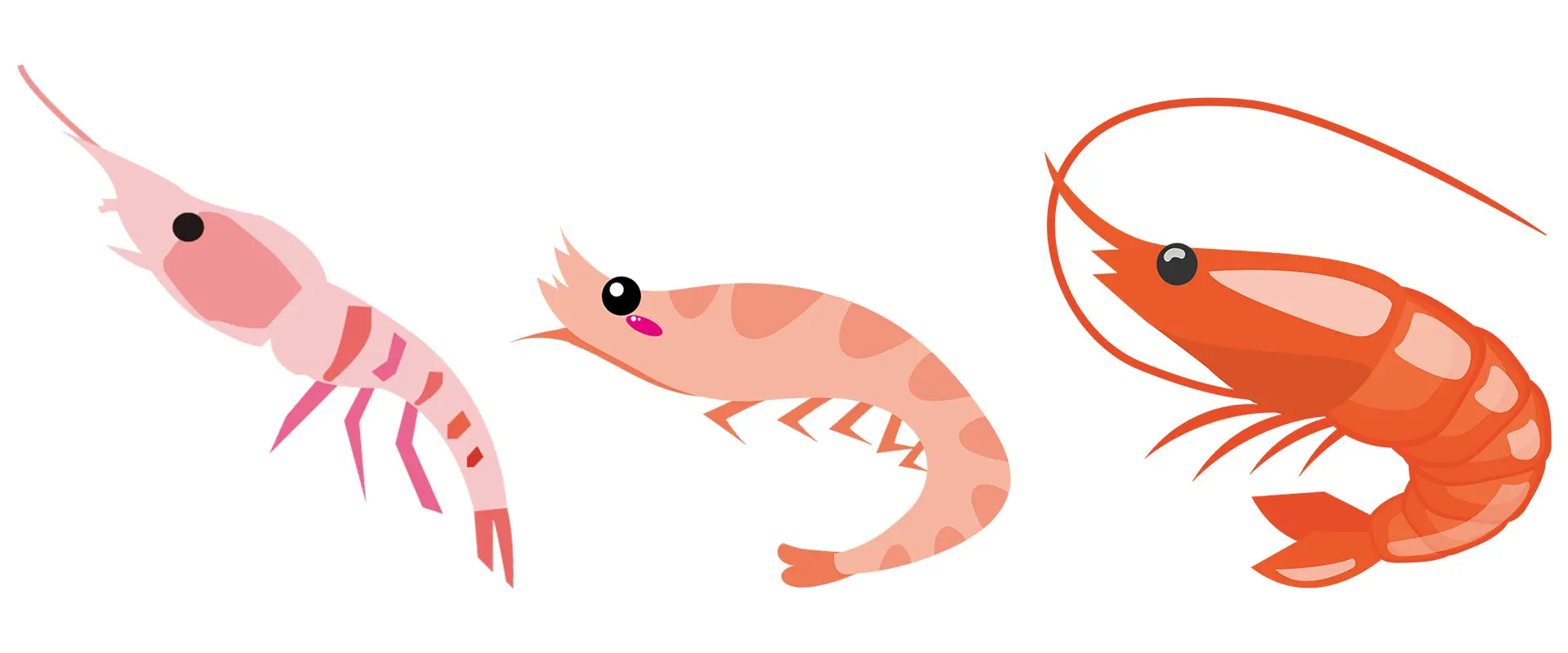 「オキアミ」「アミ」「エビ」違い