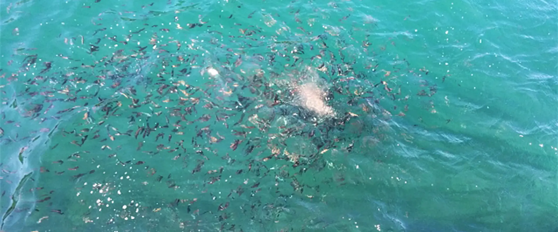 オキアミとエビは違う？アミエビと違い？ブロックのサイズの値段 まとめ