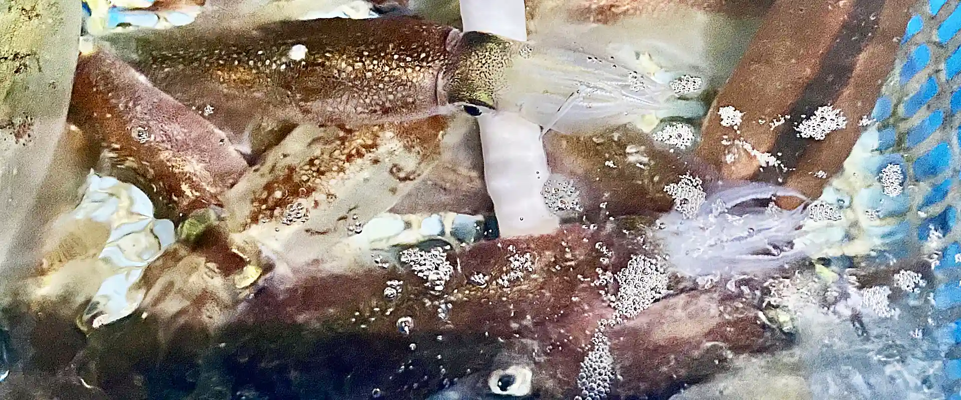 オモリグの絡まない仕掛けを自作で？ダブルも？ケンサキイカ