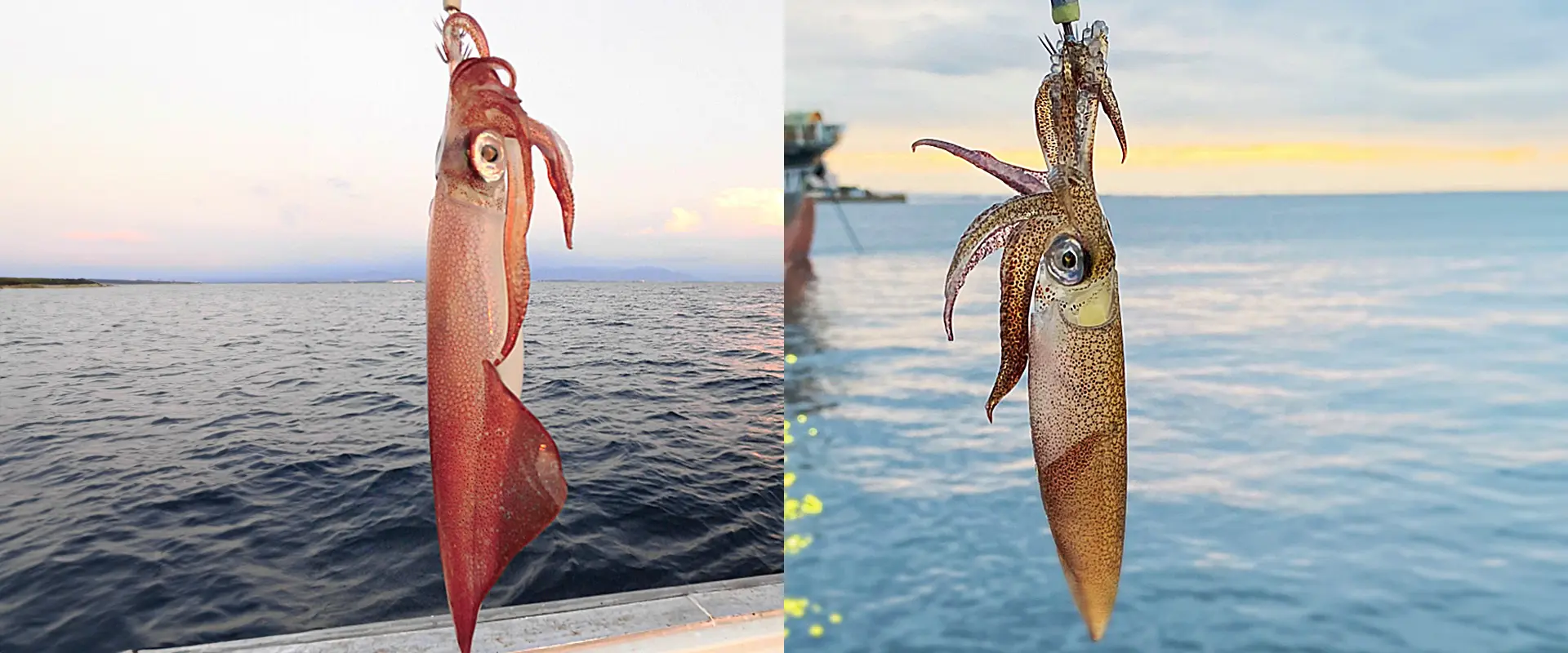 オモリグのタイミング