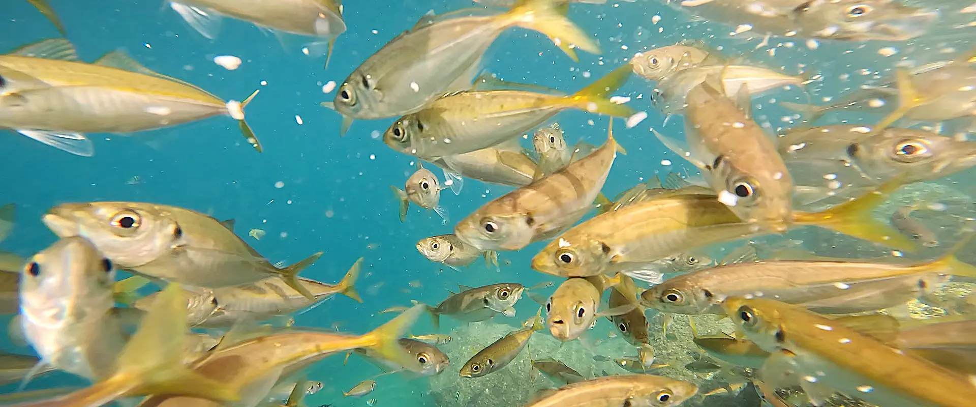 サビキで釣れる時間帯と釣れない原因？釣れる人と釣れない人