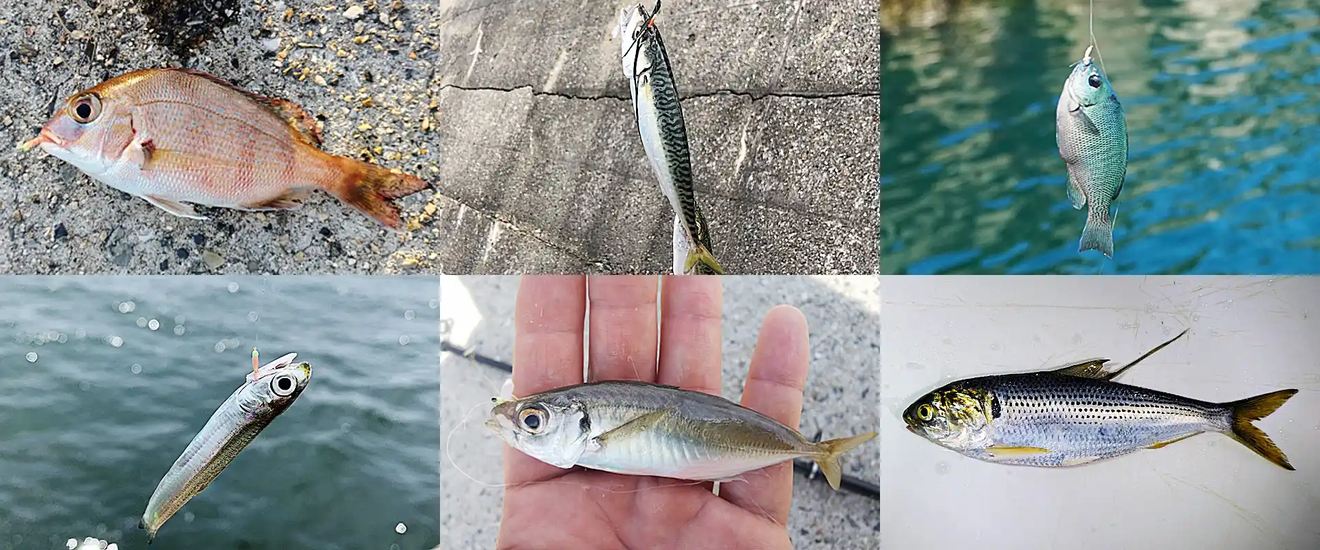 何が釣れるの？