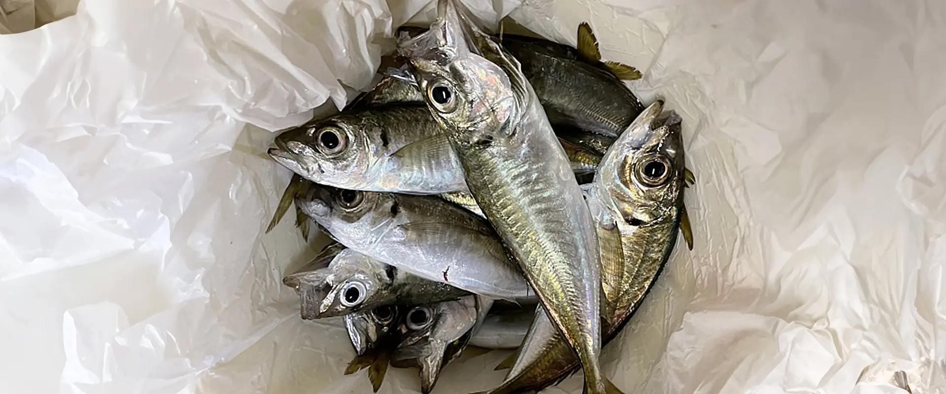 サビキで釣れる時間帯と釣れない原因？