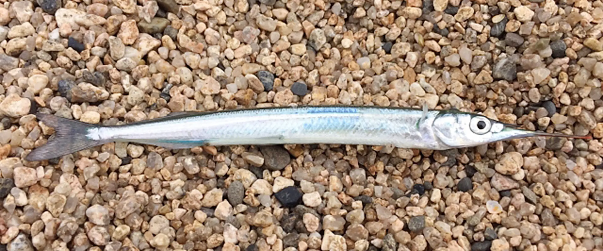 「サヨリ」とは？どんな魚なの？小さいエンピツ