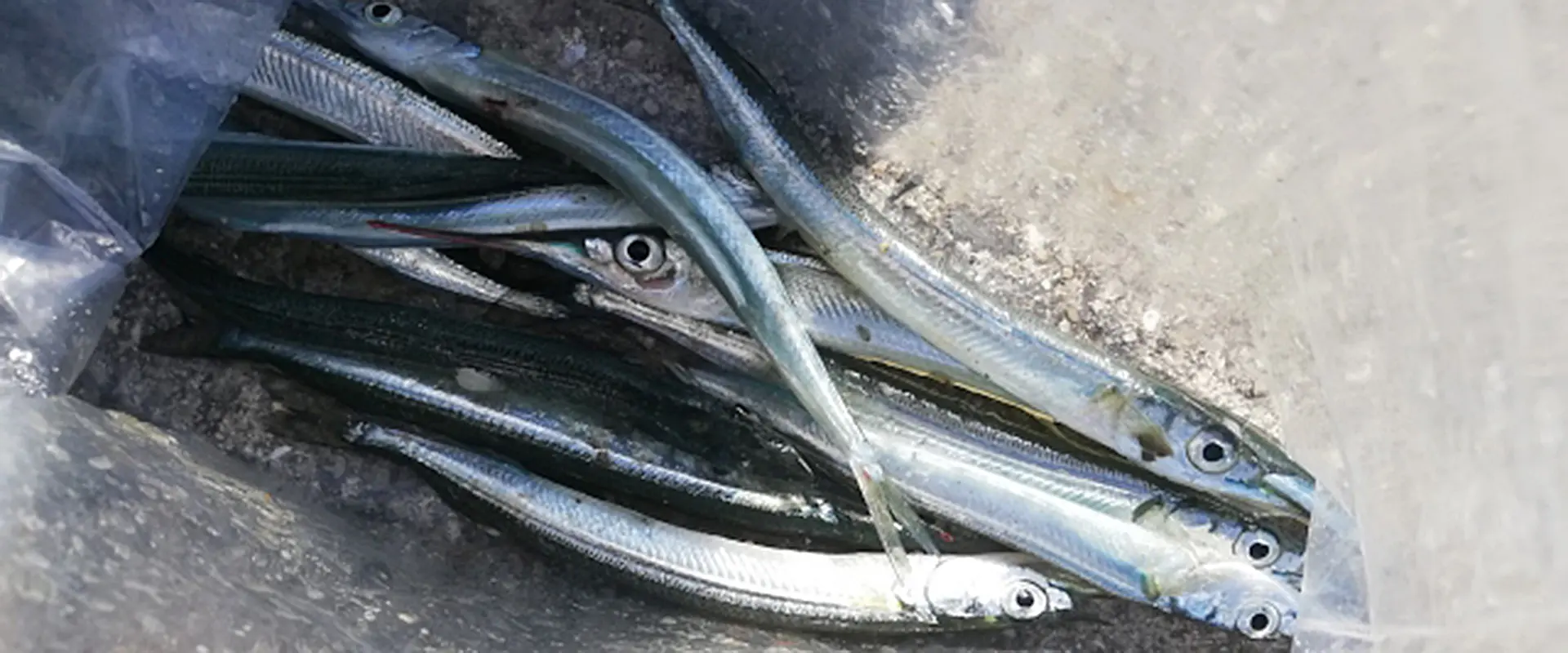 エンピツサヨリ