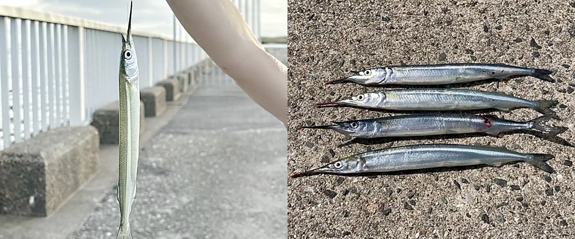 小さいサヨリの食べ方「エンピツサイズ」