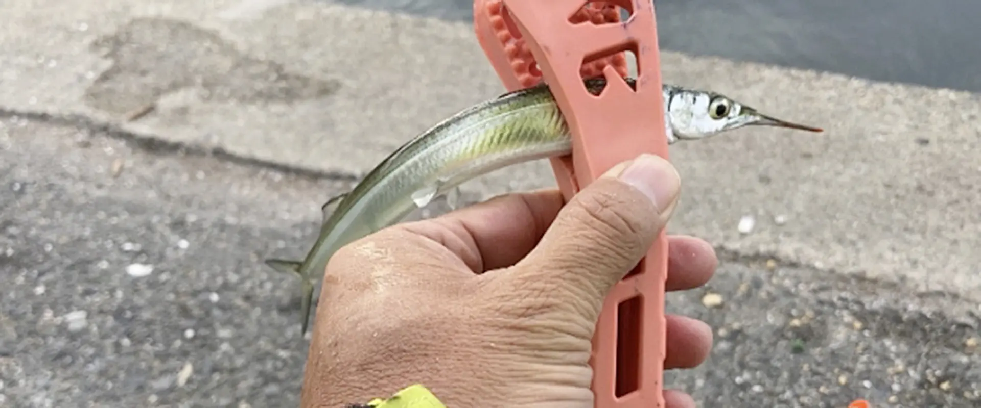 小さい（エンピツ）サヨリの食べ方は骨ごとフライパンで塩焼き まとめ