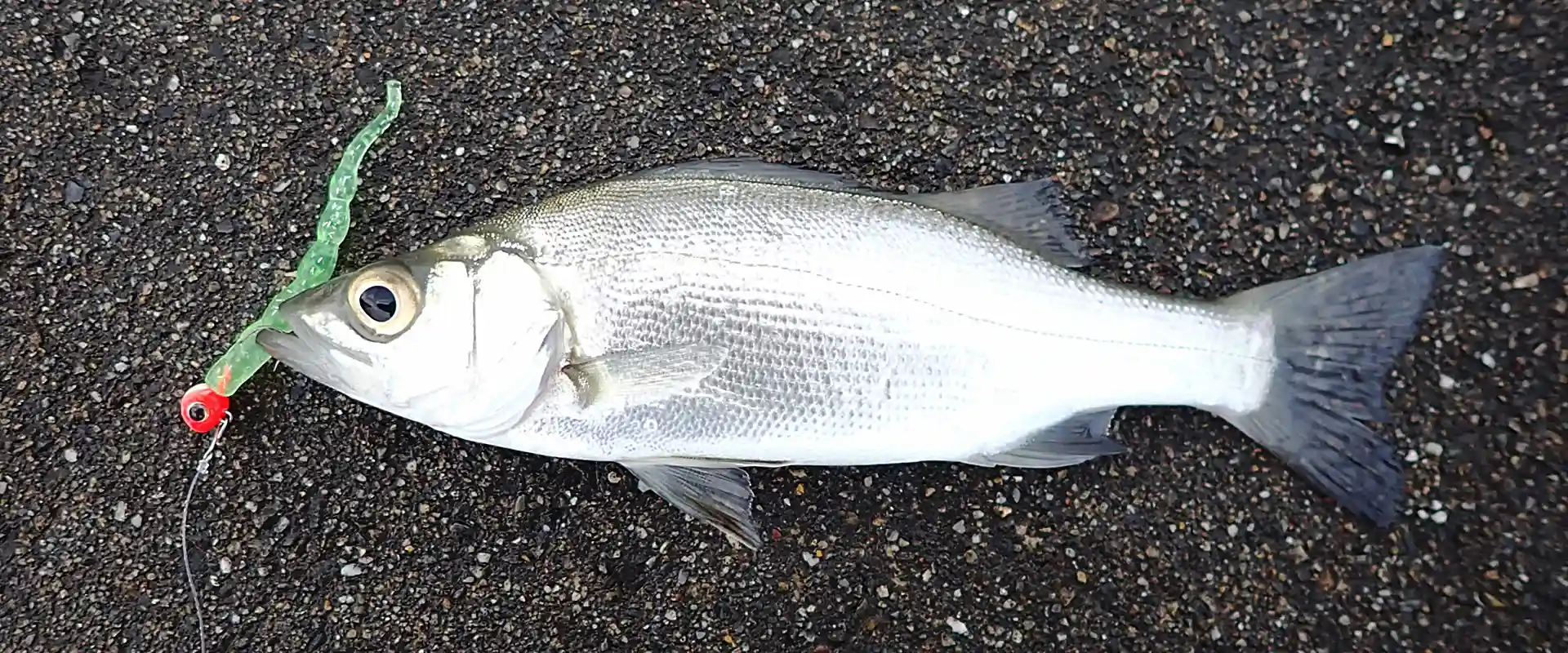 小さいセイゴの食べ方は塩焼き？刺身はまずい？美味しいの？