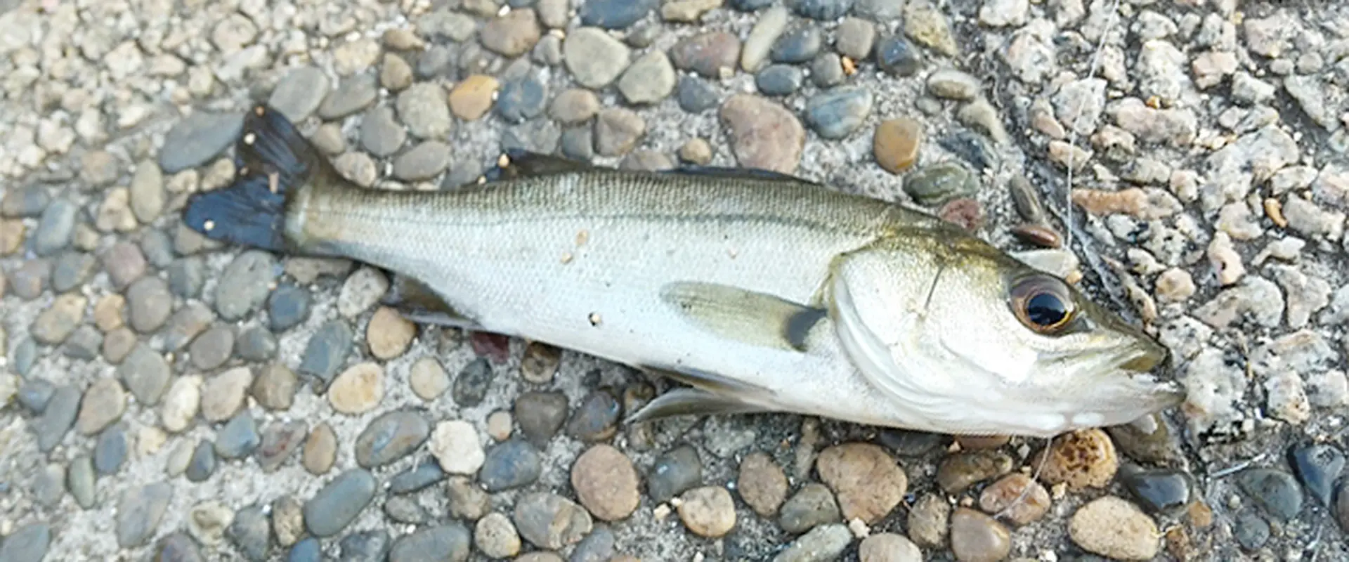 そもそもセイゴとは？どんな魚？出世魚