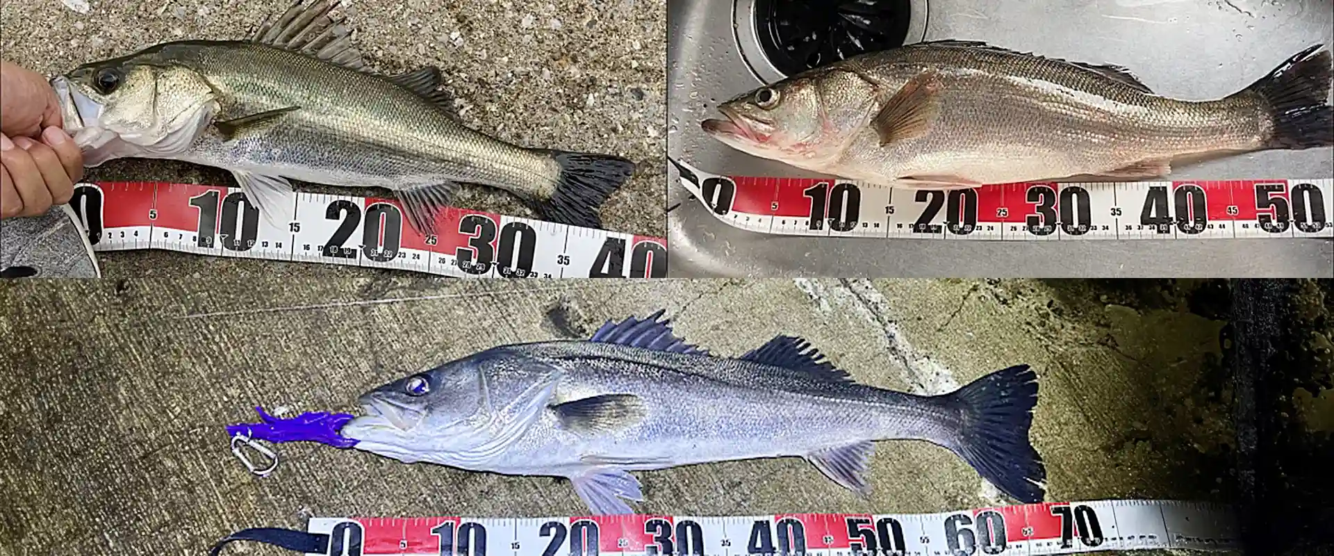 セイゴは出世魚