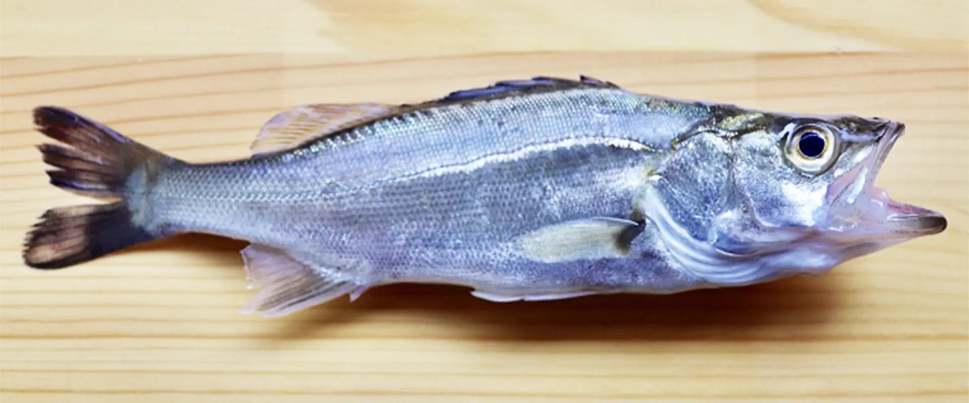 小さいセイゴの食べ方は塩焼き？刺身はまずい？