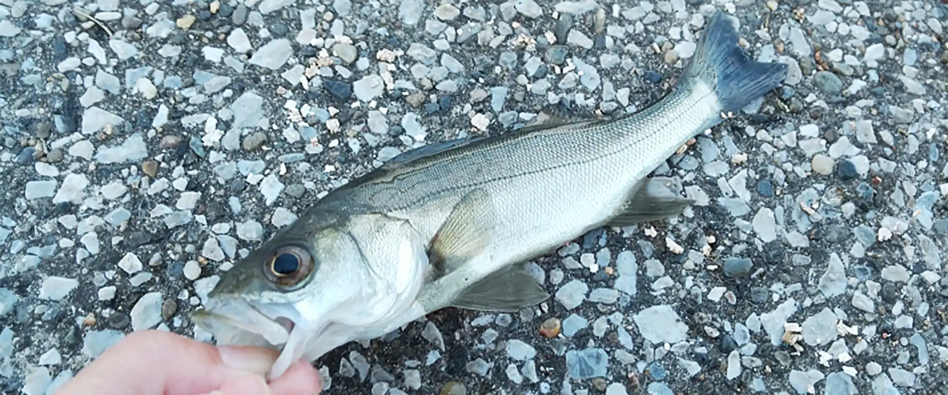 小さいセイゴの食べ方は塩焼き？刺身はまずい？美味しいの？まとめ