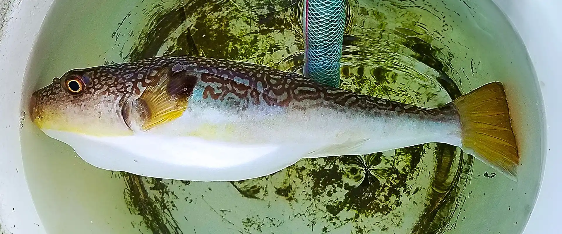 ショウサイフグの刺身の味はまずい？食べ方は寝かせて熟成？