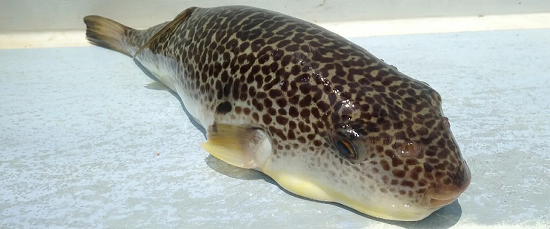 ショウサイフグとは？どんな魚なの？