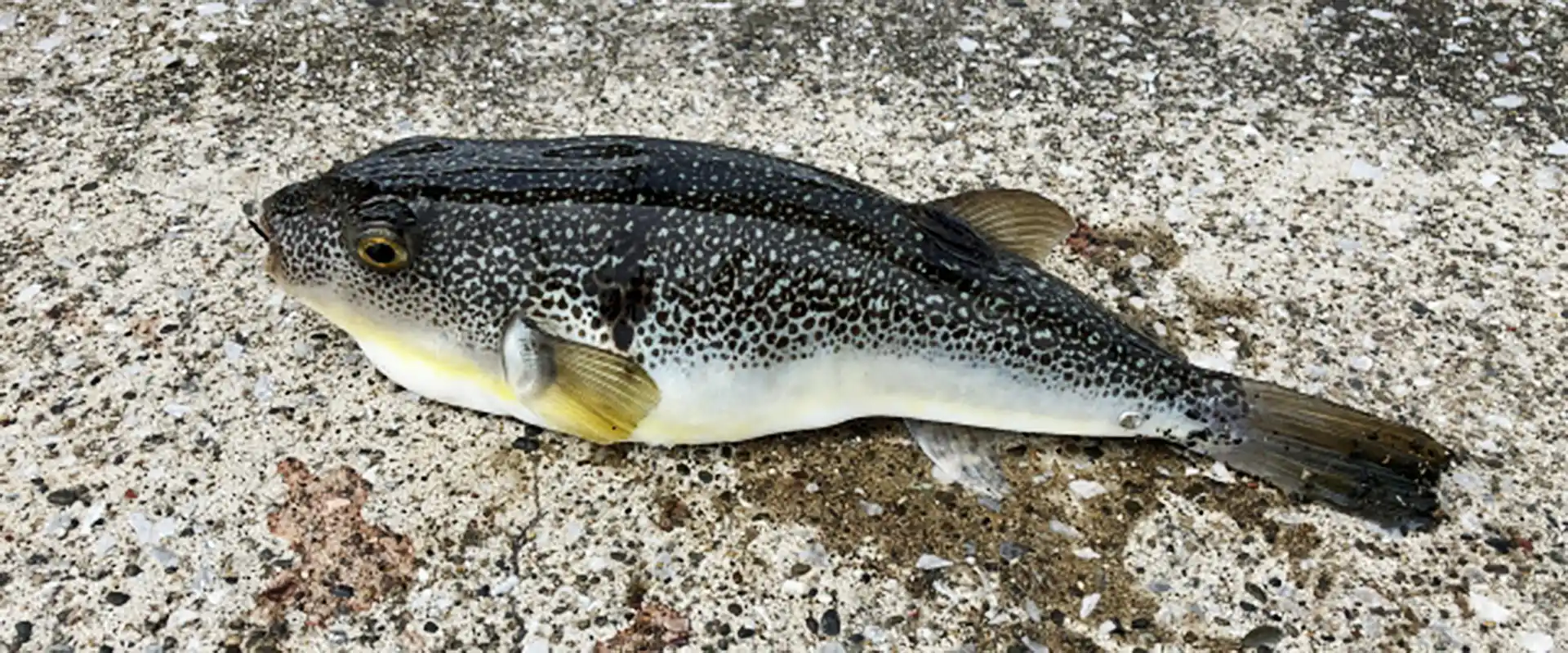 可食部はどこ？