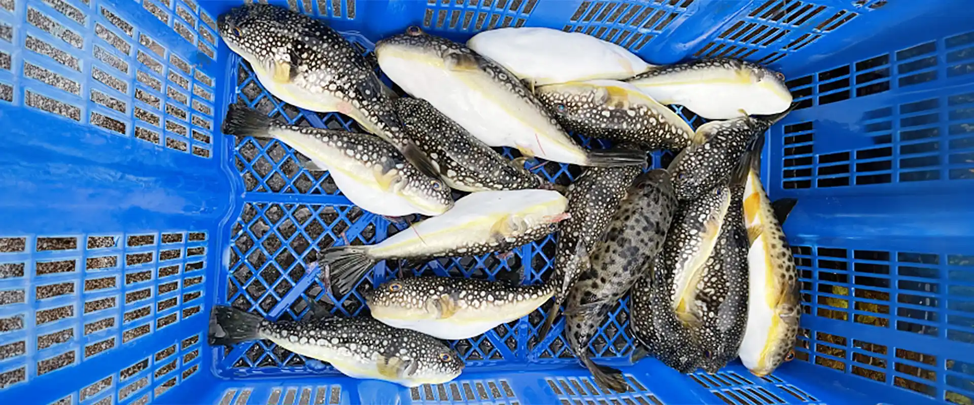 ショウサイフグの食べ方は寝かせて熟成？