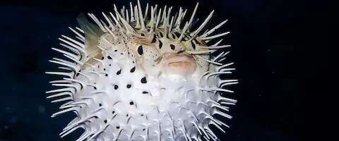 ハリセンボンに毒性はないの？刺身食べれる？フグとの違い