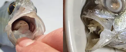 寄生虫いるの？
                                        