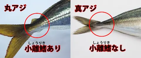 マアジとの違い