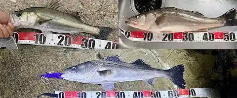 セイゴは出世魚