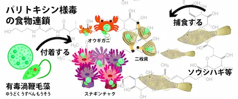 毒性はあるの？毒の部位