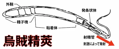 生で食べてはいけない部分「精莢」