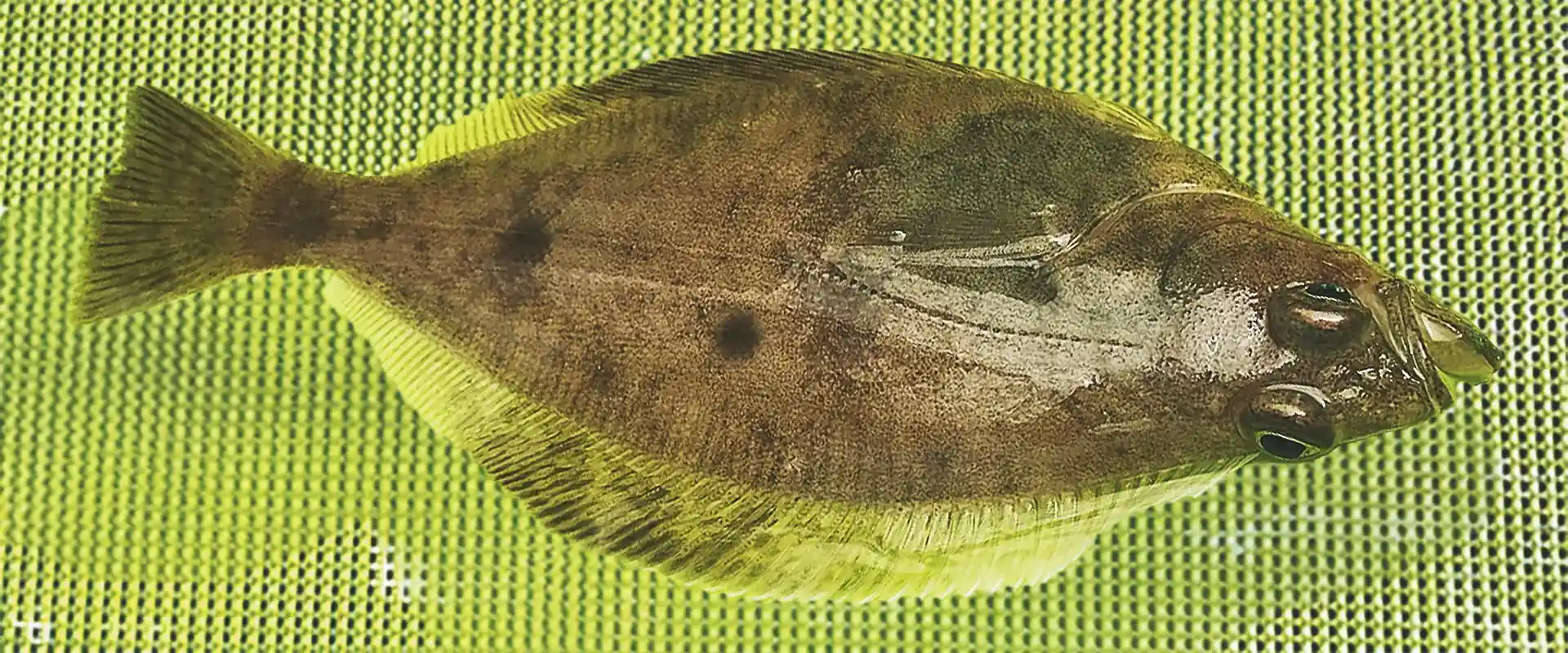 臭いソウハチ（宗八）カレイの美味しい食べ方は塩焼き？