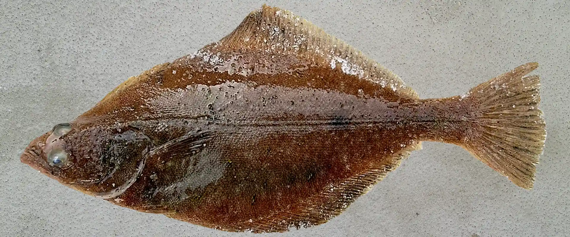 ソウハチ（宗八）カレイとは？どんな魚なの？