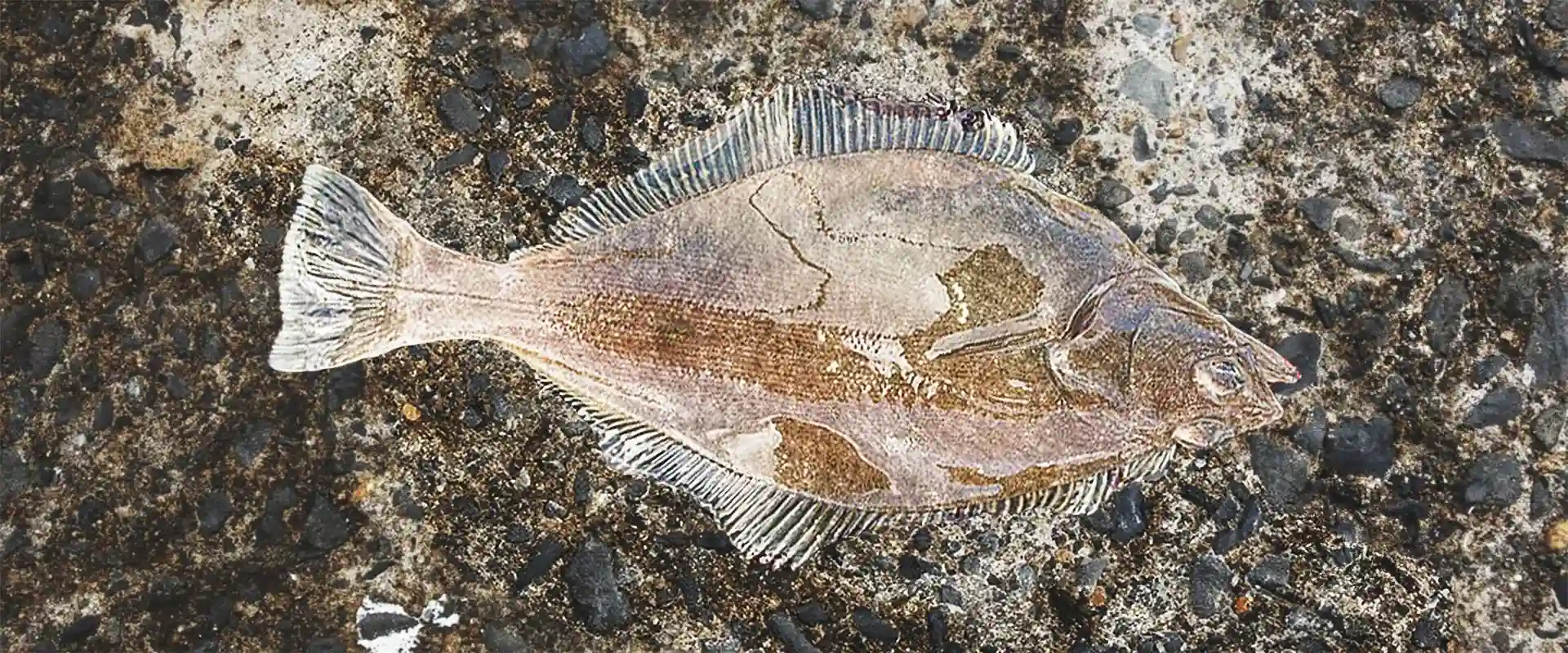 ソウハチ（宗八）カレイの美味しい食べ方